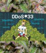 Herbies Seeds DDoS #33