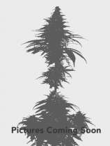 HighRise Seeds Early Guerrilla Skunk