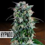 Hypno Seeds Cream Brulee Auto