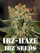 IBZ Seeds IBZ Haze