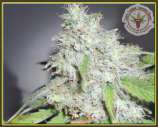 Kali's Fruitful Cannabis Seeds Kali's White Shadow