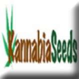 Kannabia Seeds Sweet Babe