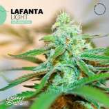 Light Buds Lafanta Light Auto