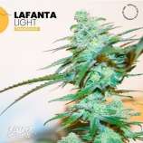 Light Buds Lafanta Light