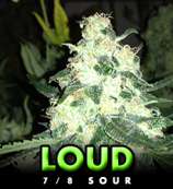 Loud Seeds 7/8 Sour