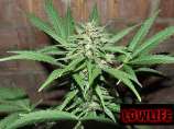 Lowlife Seeds Automatic Great White Shark