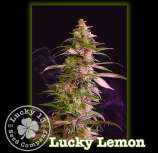 Lucky 13 Seed Company Lucky Lemon