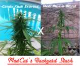 MadCat's Backyard Stash Medi Candy Express