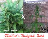 MadCat's Backyard Stash Medi Royal