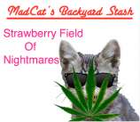 MadCat's Backyard Stash Strawberry Field Of Nightmares