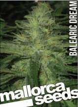 Mallorca Seeds Balearic Dream