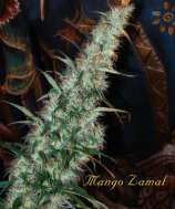 Mandala Seeds Mango Zamal