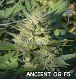 Motherlode Seeds Ancient OG F5