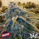 Moxie 710 Alpine OG