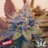 Moxie 710 Viper City OG XIII