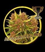 Mr. Hide Seeds Auto Kritical Red