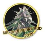 Mr. Hide Seeds Mr. Blueberry Bud
