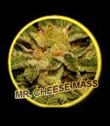 Mr. Hide Seeds Mr. Cheese Mass