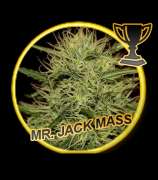 Mr. Hide Seeds Mr. Jack Mass