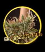 Mr. Hide Seeds Piaya Haze CBD
