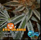 Mycotek Evil Orange