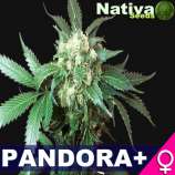 Nativa Seeds Pandora+
