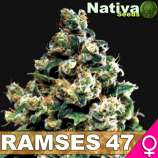 Nativa Seeds Ramses 47