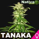 Nativa Seeds Tanaka