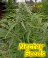Nectar Seeds Nectar-Haze