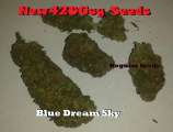 New420Guy Seeds Blue Dream Sky
