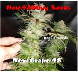 New420Guy Seeds New Grape 48