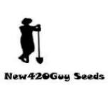 New420Guy Seeds Pauls Bubblegum Surprise