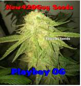 New420Guy Seeds Playboy OG Kush