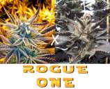 New420Guy Seeds Rogue One