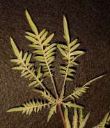 Nomad Seed Bank In-Fern-Ho