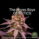 Noyes Boys Genetics Alienoyes Kush