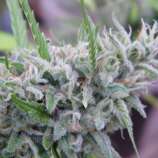 Oregon Green Seed Amnesia Hashplant