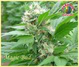 Paradise Seeds Magic Bud
