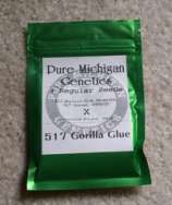 Pure Michigan Genetics 517 Gorilla Glue