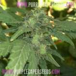 Purple Caper Seeds Girl Scout Cookie