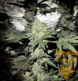 Real Gorilla Seeds Auto Real Gorill4