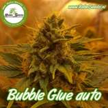 Rebel Seeds Bubble Glue Auto