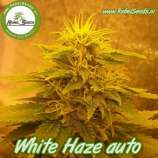 Rebel Seeds White Haze Auto