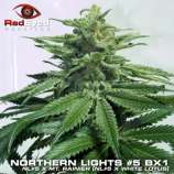 RedEyed Genetics Northern Lights #5 BX1