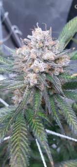ReeferMadness Genetics Northern Force