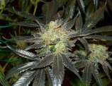 Reefermans Seeds Early Bubba Kush