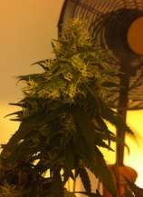Riot Seeds Chemdawg D Gold Line