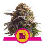 Royal Queen Seeds Biscotti