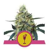 Royal Queen Seeds Mimosa