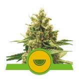 Royal Queen Seeds Watermelon Automatic